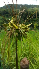 Tacca