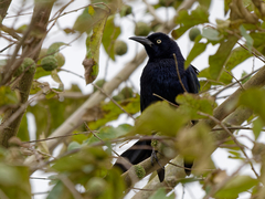 Greater Antillean Grackle photo 6
