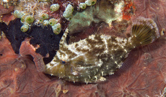 Acreichthys tomentosus