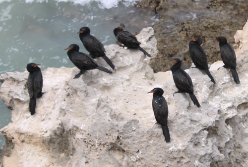 iNaturalist: (c) eugenevs, some rights reserved (CC BY-NC) iNaturalist image