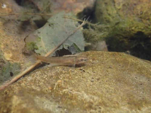 Onzeker bermpje (Schistura incerta) — Nemacheilidae — 5