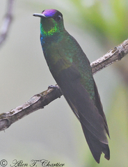 Heliodoxa leadbeateri