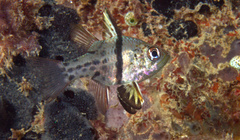 Sphaeramia orbicularis