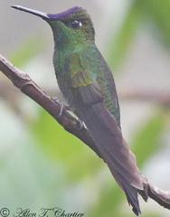 Heliodoxa leadbeateri