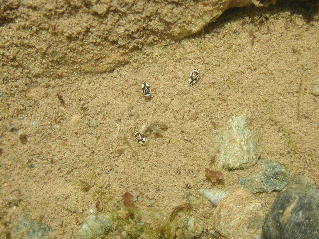 Micronecta Raccolte Micronecta from 日本、〒905-1306 沖縄県国頭郡大宜味村大宜味 on March 30, 2001 at 10:58 ...