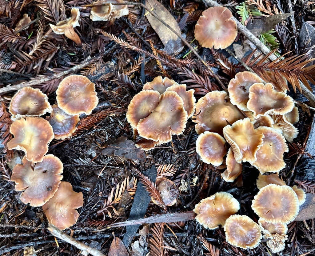 Gymnopus brassicolens · February 2026 · photo: © hllrnnr (iNaturalist, cc0)