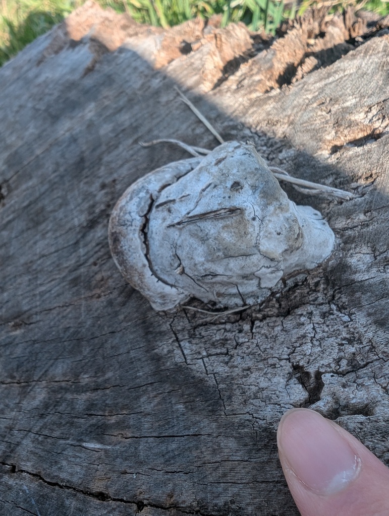 Ganoderma applanatum · February 2026 · photo: © atsushi_nakajima_cirque (iNaturalist, cc-by)