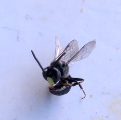 Hylaeus difficilis