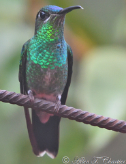 Heliodoxa leadbeateri