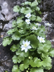 Kumlienia hystricula