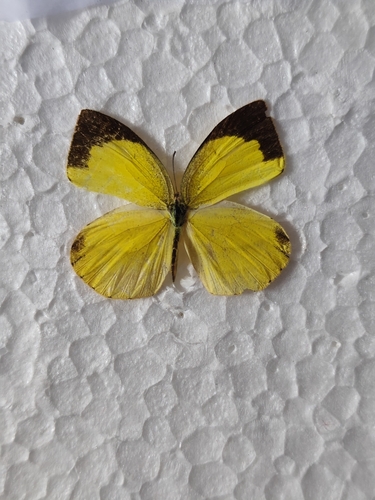 Spotless Grass Yellow