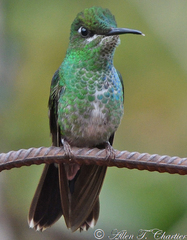 Heliodoxa leadbeateri