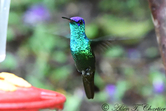 Heliodoxa leadbeateri