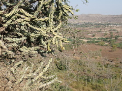 Euphorbia neriifolia
