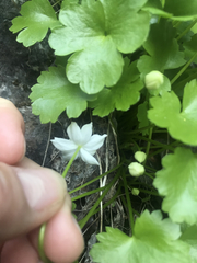 Kumlienia hystricula