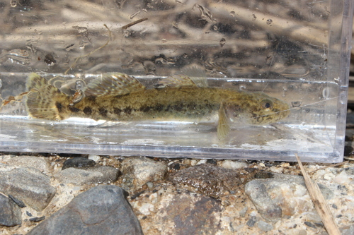 Floating goby (Gymnogobius urotaenia) — Gobiidae