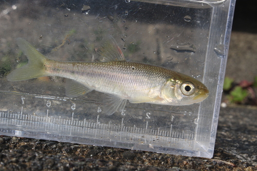 Dark chub (Nipponocypris temminckii) — Cyprinidae — 5