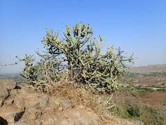 Euphorbia neriifolia
