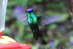 Heliodoxa leadbeateri