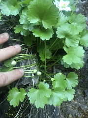 Kumlienia hystricula