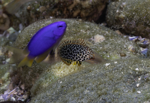 Macropharyngodon meleagris