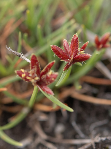 Cyperus rupestris, photograph 4