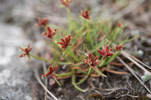 Cyperus rupestris, photograph 5