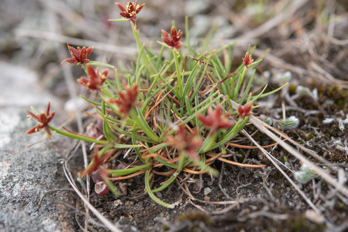 Cyperus rupestris, photograph 6