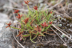 Cyperus rupestris, photograph (c) Morten Ross, some rights reserved (CC BY)