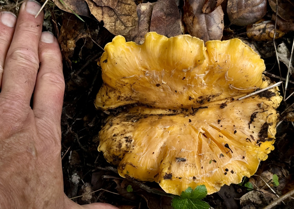 Cantharellus californicus · February 2026 · photo: © hllrnnr (iNaturalist, cc0)
