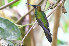 Heliodoxa leadbeateri