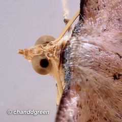 Plesiomorpha punctilinearia