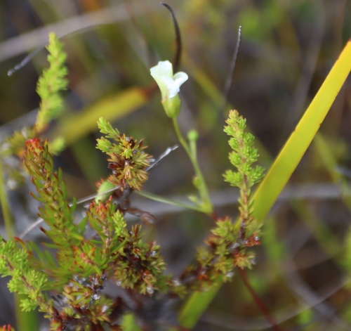 Overberg Sorrel (Oxalis duriuscula)