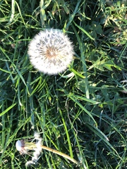 Taraxacum