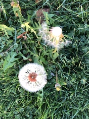 Taraxacum