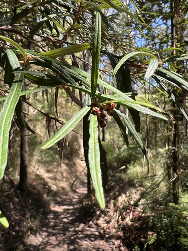 Oxylobium arborescens, 2026-02-21