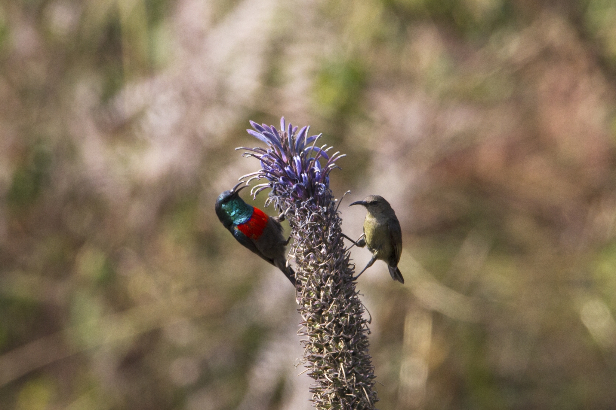 Northern Double-collared Sunbird illustration