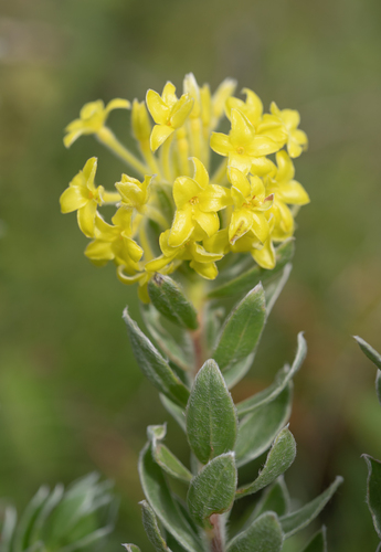 Fire Curryflower (Lasiosiphon anthylloides)