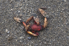 Probergrothius