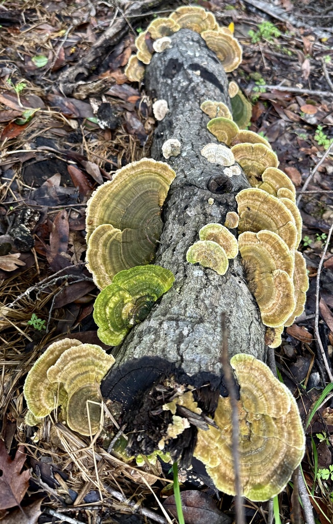 Trametes betulina · February 2026 · photo: © hllrnnr (iNaturalist, cc0)