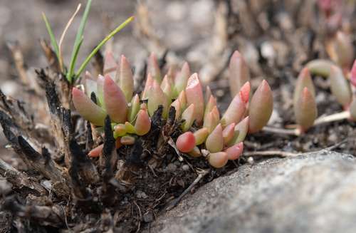 Grassveld Trailing Sheepfig (Delosperma subpetiolatum)