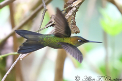 Heliodoxa leadbeateri
