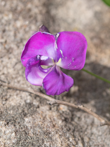Vigna vexillata, photograph 5