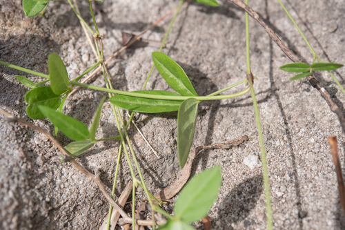 Vigna vexillata, photograph 6