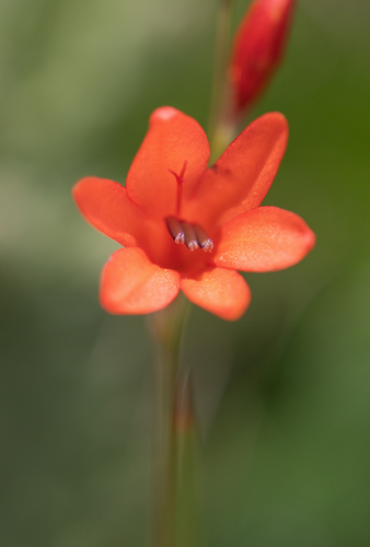 Red Triton (Tritonia disticha)