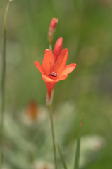 Tritonia disticha, photograph (c) Morten Ross, some rights reserved (CC BY)