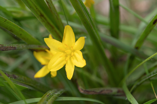 Hypoxis angustifolia, photograph 2