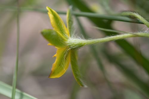 Hypoxis angustifolia, photograph 3