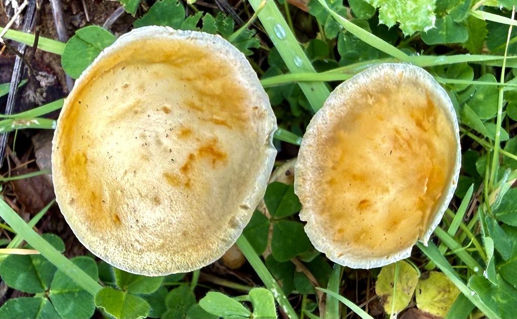 Leratiomyces percevalii · February 2026 · photo: © hllrnnr (iNaturalist, cc0)