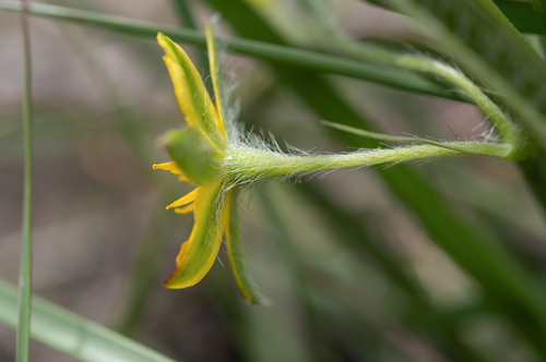 Hypoxis angustifolia, photograph 4